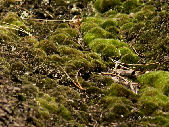 Moss Forest